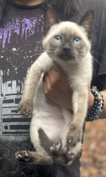 Rescue Siamese Cats for Adoption in Napa, California - Misha ( Napa) | PetCurious