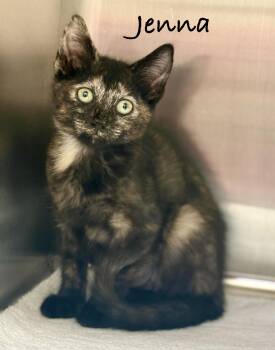 Jenna -  Domestic Short Hair Cat for Adoption in Pawleys Island, South Carolina - Jenna | PetCurious