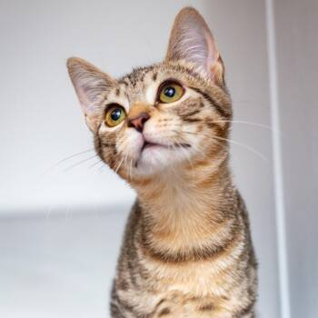 Waffles -  Domestic Short Hair Cat for Adoption in Hattiesburg, Mississippi - Waffles | PetCurious