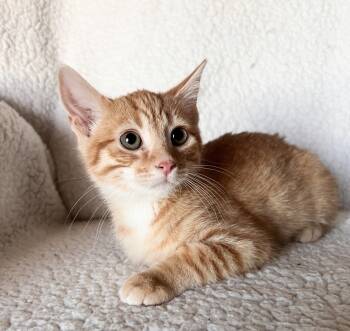 Rescue Domestic Short Hair Cats for Adoption in Rochester, Indiana - Rusty | PetCurious