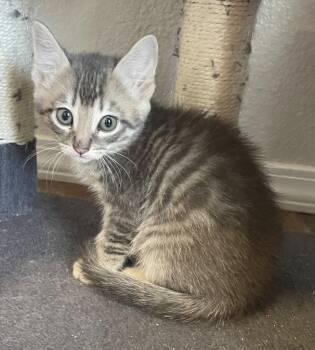 Domestic Short Hair Cats Available for Adoption in St. Helens, Oregon - 26-10 Jethro | PetCurious