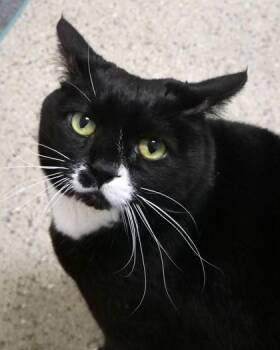 Tiana -  Domestic Short Hair Cat for Adoption in Fishers, Indiana - Tiana | PetCurious