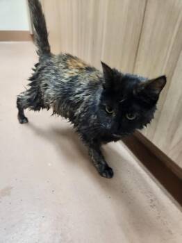 Domestic Medium Hair Cats Available for Adoption - Mocca | PetCurious