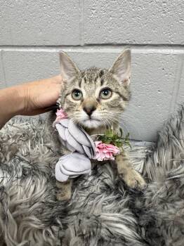 Snuggly Mittens -  Tabby and Domestic Short Hair Cat for Adoption in Burlington, North Carolina - Snuggly Mittens | PetCurious
