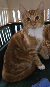 Butternut 1489-26 -  Domestic Short Hair Cat for Adoption in Cumming, Georgia - Butternut 1489-26 | PetCurious