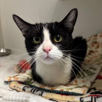 Domestic Short Hair Cats Available for Adoption in Naperville, Illinois - Angelica | PetCurious