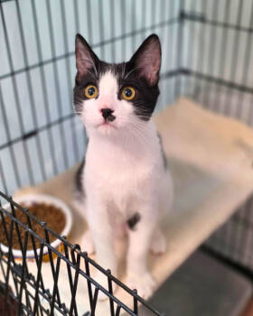 Rescue Domestic Short Hair Cats for Adoption in Novato, California - Maguire | PetCurious