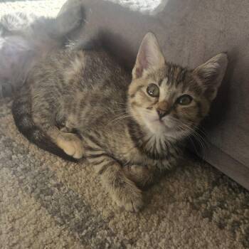Tabby and Domestic Short Hair Cats Available for Adoption in Antioch, California - Willow | PetCurious