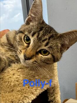 Tabby and Domestic Short Hair Cats Available for Adoption - Polly 26 | PetCurious