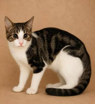 Nolan -  Domestic Short Hair Cat for Adoption in Columbia, Tennessee - Nolan | PetCurious