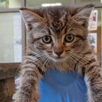 Imperial -  Domestic Short Hair Cat for Adoption in Lynchburg, Virginia - Imperial | PetCurious