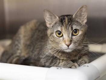 CLOVER -  Domestic Short Hair Cat for Adoption in Phoenix, Arizona - CLOVER | PetCurious