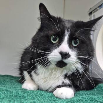 Tony Baloney -  Domestic Long Hair Cat for Adoption in Newark, New Jersey - Tony Baloney | PetCurious