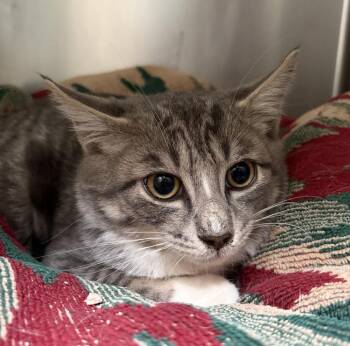 Felix -  Domestic Short Hair Cat for Adoption in Challis, Idaho - Felix | PetCurious
