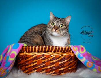 Rescue Domestic Short Hair Cats for Adoption in Millcreek, Utah - Marley | PetCurious