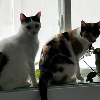 Sprite -  Domestic Short Hair Cat for Adoption in Chaska, Minnesota - Sprite | PetCurious