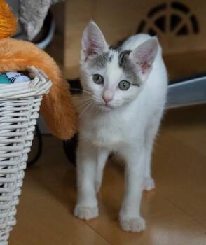PARSNIP -  Domestic Short Hair Cat for Adoption in Burbank, California - PARSNIP | PetCurious