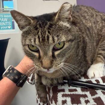 Domestic Short Hair Cats Available for Adoption in Englewood, Florida - Knox | PetCurious