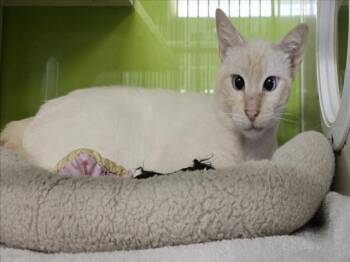 Domestic Short Hair Cats Available for Adoption in Woodland, California - *CASPER | PetCurious