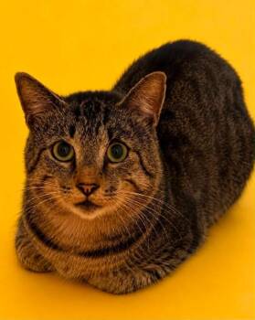 Sterling -  Domestic Short Hair Cat for Adoption in Columbia, Tennessee - Sterling | PetCurious