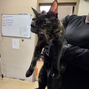 Charm -  Domestic Short Hair Cat for Adoption in Birmingham, Alabama - Charm | PetCurious