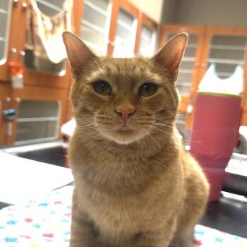 Clementine -  Domestic Short Hair Cat for Adoption in Murray, Utah - Clementine | PetCurious