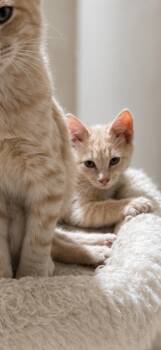 Firework -  Domestic Short Hair Cat for Adoption in Milton, Georgia - Firework | PetCurious