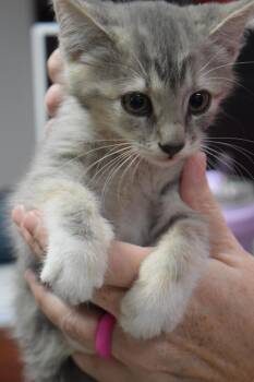 Missy (Sabrina K2) -  Domestic Short Hair Cat for Adoption in Pahrump, Nevada - Missy (Sabrina K2) | PetCurious