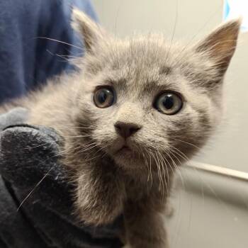Rain -  Domestic Short Hair Cat for Adoption in Allentown, Pennsylvania - Rain | PetCurious