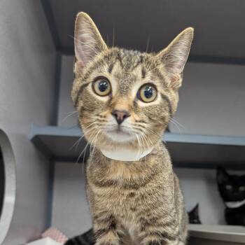 Accio -  Domestic Short Hair Cat for Adoption in Evansville, Indiana - Accio | PetCurious