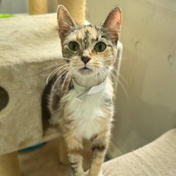 Venture -  Domestic Short Hair Cat for Adoption in Fredericksburg, Virginia - Venture | PetCurious