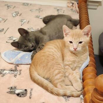 Joey -  Domestic Short Hair Cat for Adoption in Candler, North Carolina - Joey | PetCurious