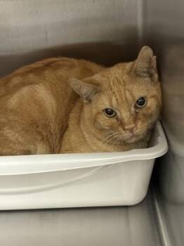 Rand (E25) -  Domestic Short Hair Cat for Adoption in Lafayette, Indiana - Rand (E25) | PetCurious
