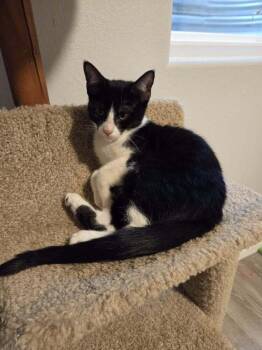 Domestic Short Hair Cats Available for Adoption - Char | PetCurious