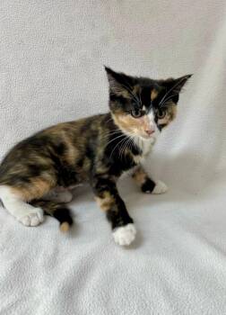 Dottie -  Calico Cat for Adoption in Pasco, Washington - Dottie | PetCurious