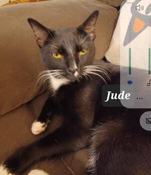 Rescue Domestic Short Hair Cats for Adoption in Nashville, Tennessee - Jude - Freedom Farm | PetCurious