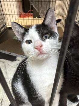 Doc- MD -  Domestic Short Hair Cat for Adoption in Fort Walton Beach, Florida - Doc- MD | PetCurious