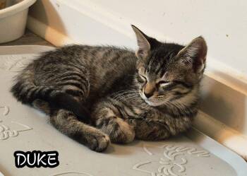 Duke infoster care (must be adopted w/ sibling) -  Domestic Short Hair Cat for Adoption in Ellicott City, Maryland - Duke Infoster Care (must Be Adopted W/ Sibling) | PetCurious