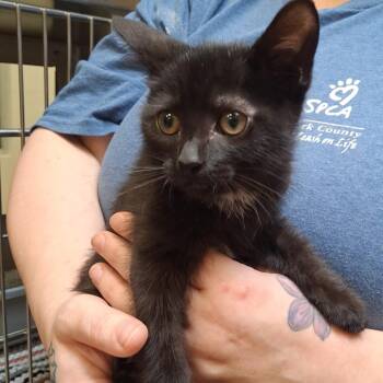 Willow Tree -  Domestic Short Hair Cat for Adoption in York, Pennsylvania - Willow Tree | PetCurious