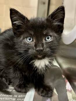 Domestic Short Hair Cats Available for Adoption - Kovu | PetCurious