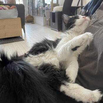 Cassoulet -  Domestic Medium Hair Cat for Adoption in St. Louis, Missouri - Cassoulet | PetCurious