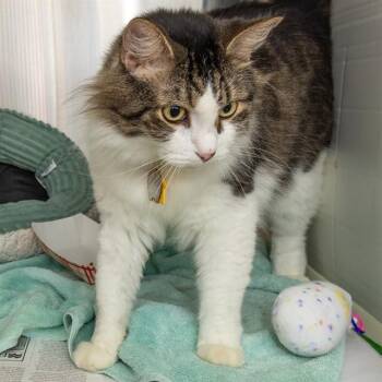 ANGEL -  Domestic Long Hair Cat for Adoption in St. Louis, Missouri - ANGEL | PetCurious