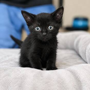 Squirt Werme -  Domestic Short Hair Cat for Adoption in Las Vegas, Nevada - Squirt Werme | PetCurious