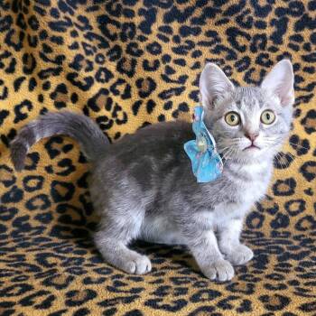 Aqua -  Domestic Short Hair Cat for Adoption in Mountain Home, Arkansas - Aqua | PetCurious