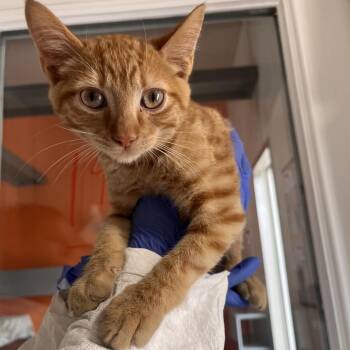 Willow -  Domestic Short Hair Cat for Adoption in Kanab, Utah - Willow | PetCurious