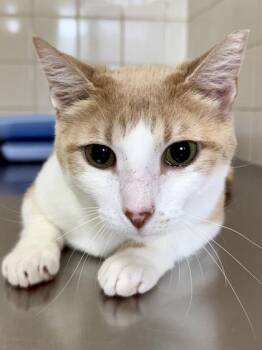 Domestic Short Hair Cats Available for Adoption in San Antonio, Texas - Step Stool | PetCurious