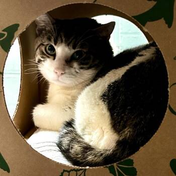 Domestic Short Hair Cats Available for Adoption - Simon [red] | PetCurious