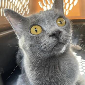 Luna -  Domestic Short Hair Cat for Adoption in Green Forest, Arkansas - Luna | PetCurious