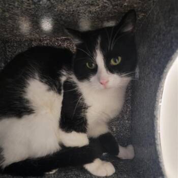 Domestic Medium Hair Cats Available for Adoption in Salt Lake City, Utah - Redbull | PetCurious