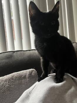 Domestic Short Hair Cats Available for Adoption - Patch | PetCurious